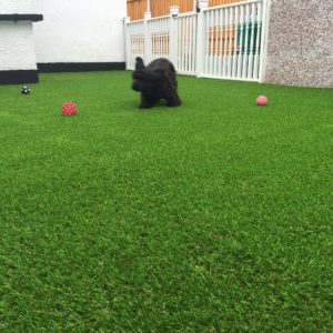 4 Perks That Come With Your Synthetic Grass Prices